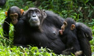 Chimpanzee in Nyungwe Forest National Park Rwanda for selfdrive rwanda uganda