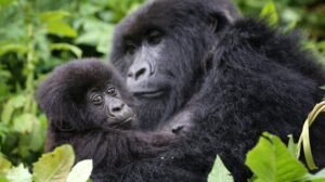 Mountain gorilla in Volcanoes National Park Rwanda for selfdrive rwanda uganda