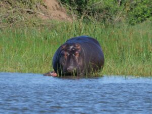 Hippo in Akagera National Park Rwanda for selfdrive rwanda uganda safari