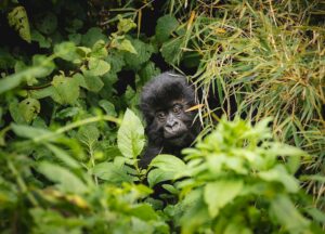 Baby gorilla in volcanoes national park with selfdrive rwanda uganda