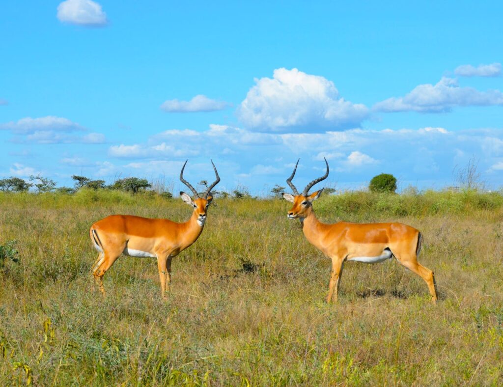 Uganda safaris in 2026, travel tips by selfdrive rwanda uganda