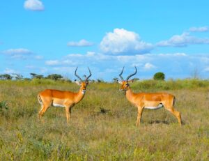 Uganda safaris in 2026, travel tips by selfdrive rwanda uganda