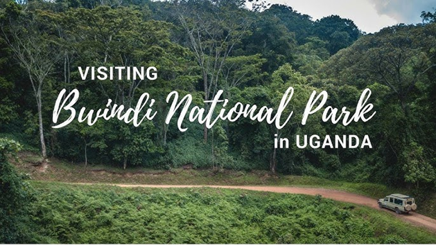 Rental car to Bwindi from Rwanda for a self drive Uganda trip